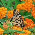 CLICK HERE to check out our newsletter full of fun programs and activities for June & July. Time to get ready for Summer Reading! Get your tickets for the fabulous […]
