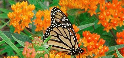 CLICK HERE to check out our newsletter full of fun programs and activities for June & July. Time to get ready for Summer Reading! Get your tickets for the fabulous […]