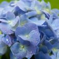 The Shaler Garden Club invites you to “Hydrangeas Demystified,” presented by Dennis James, owner of DJ Greenhouse.  The program starts at 7PM.  Contest winners are announced at 6:30PM .  The […]