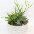 Make it Take it @ SNHL! Friday, March 3, 6:30-8:30pm Looking for a “green activity” after this winter? Come join us to create your own succulent garden! A great night out for […]