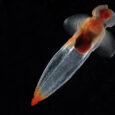 Learn what mollusks are and how they are related to other animals, and why we should care about them. Find out about  “killer sea snails” that also produce a useful […]
