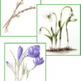 Days Vary, February 28-April 15; 6:00-8:00pm Come and learn to draw springtime blooms like pussy willows, snowdrops and crocuses in colored pencil with teacher and botanical illustrator Robin Menard. No […]