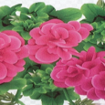 Sunday, July 9, 2023 from 11:00am to 3:00pm (rain or shine)    Tickets:  $15.00 in Advance, $18.00 day of Tour PURCHASE TICKETS HERE. Please indicate “Garden Tour” in the Note […]