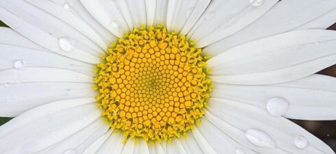 Writing Our Lives: Noticing the Sacred in Our Stories Discover how writing our life stories—when explored in all their richness—can help us recognize the presence of the divine in our […]