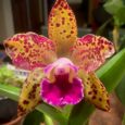 Please join Katie Schuller, member of the Orchid Society of Western PA (OSWP), and previous caretaker of the Phipps orchid collection, for an introductory presentation on growing orchids. Katie will de-mystify […]