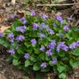 Adults and General News: MAY-JUNE 2025 Kids and Families: YOUTH SERVICES SPRING 2025 And watch for these upcoming events…
